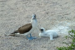 04-Blue-footed Booby with chick (1)
